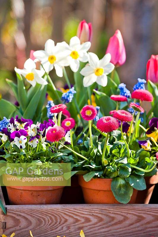 Small pots of Narcissus - Daffodil, Muscari, Viola, Bellis and Tulipa - Tulip.