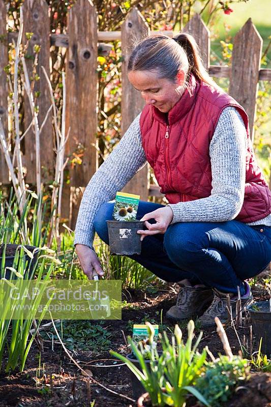 Woman creating new perennial border with pot-grown plants