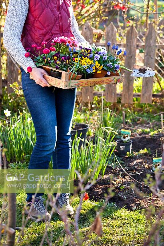 Woman with a crate of potted plants: Primula, Bellis, Violas and Muscari and a trowel, prior to planting