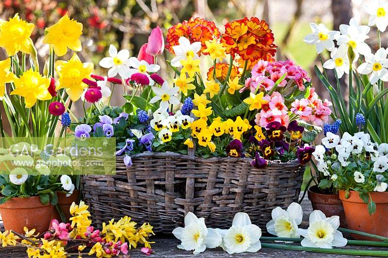 Flowers displayed in pots and basket on the table including: Primula, Bellis, Narcissus - Daffodil, Viola and Muscari