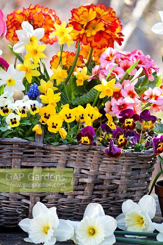 Flowers displayed in basket on the table including: Primula, Narcissus - Daffodil, Viola