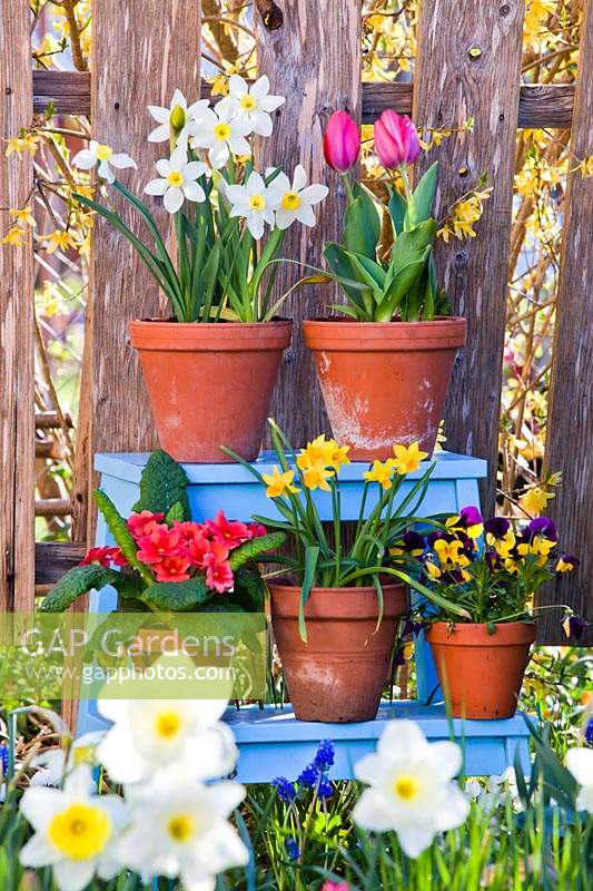 Pots with spring flowers on small painted step ladder in cottage garden.  