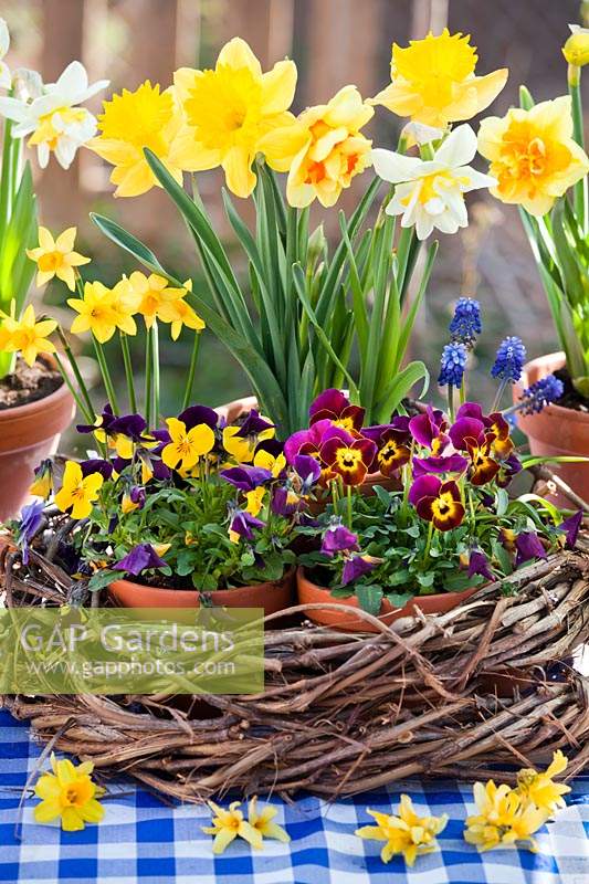 Narcissus - Daffodils, Muscari - Grape Hyacinth and Pansies - Viola in woven wicker basket
