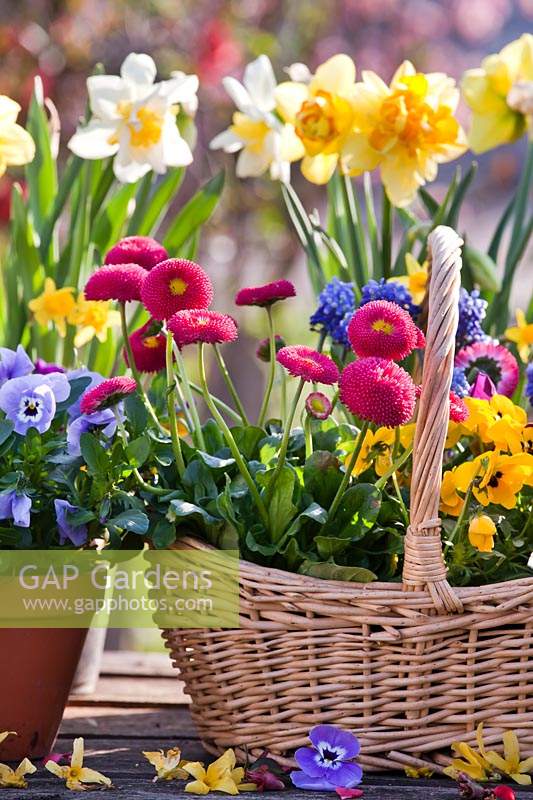 Pots and wicker basket with daffodils, pansies, bellis and muscari.
