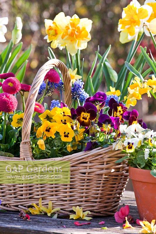 Pots and wicker basket with daffodils, pansies, bellis and muscari.