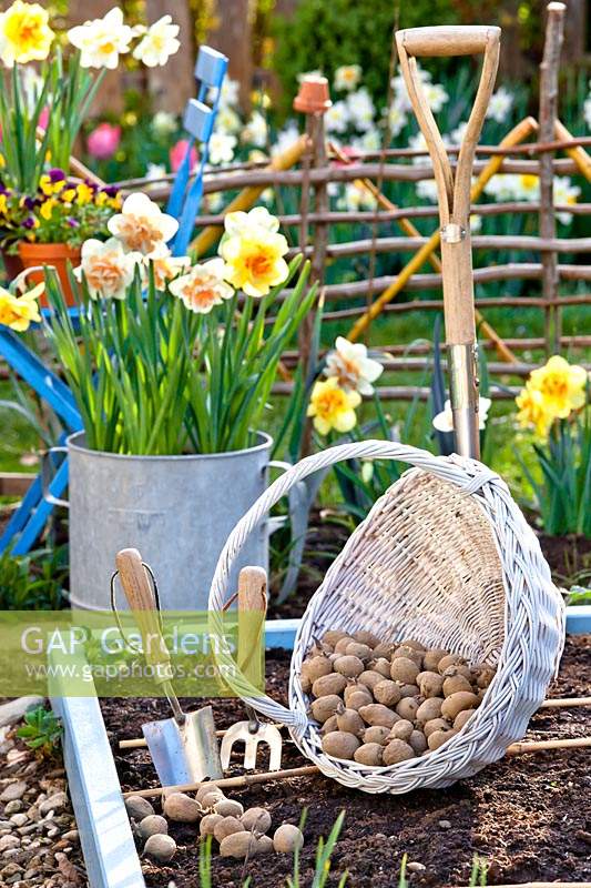 Basket of chitted potatoes and tools in spring vegetable garden.