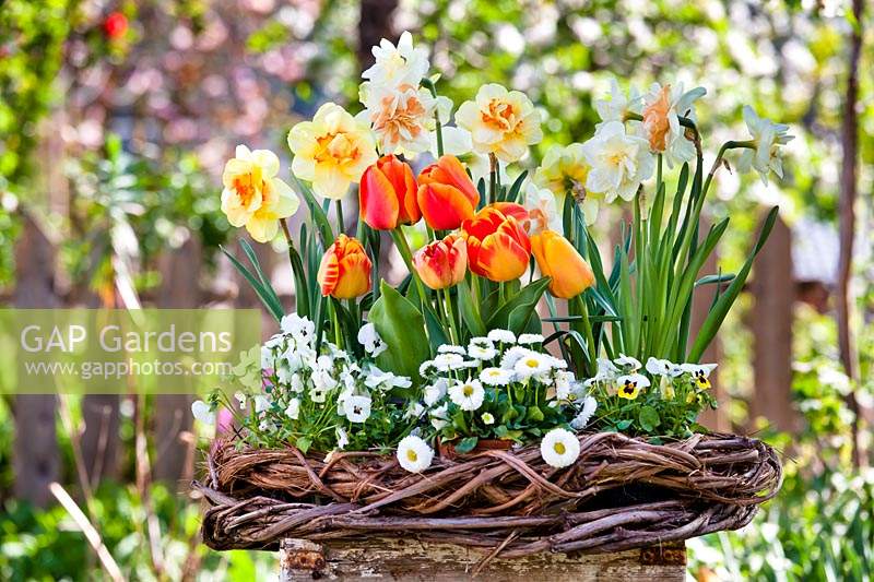 Spring flowers in wicker wreath: tulips, daffodils, bellis and violas.