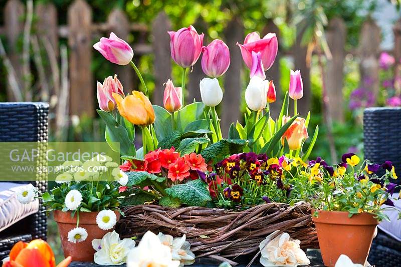 Spring containers with Tulips, Primroses, Daffodils, Pansies and Bellis.