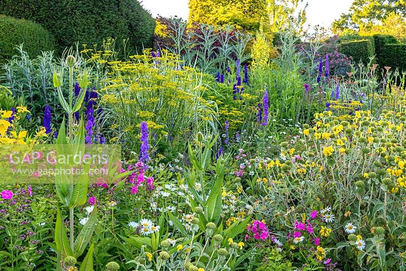 Mixed border at Greast Dixter with Phlox paniculata, Consolida ajacis and Delphineums - Giant larkspur