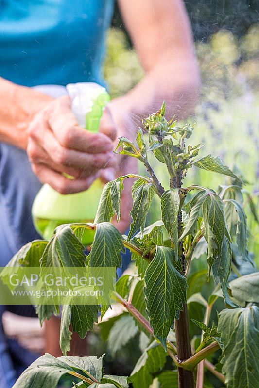 Woman using pump sprayer bottle to apply soapy water to aphid covered dahlias