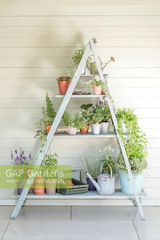 Ladder shelving unit against wooden wall
