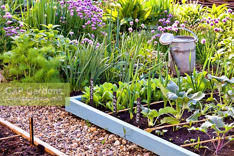 Raised beds with herbs and vegetables. 