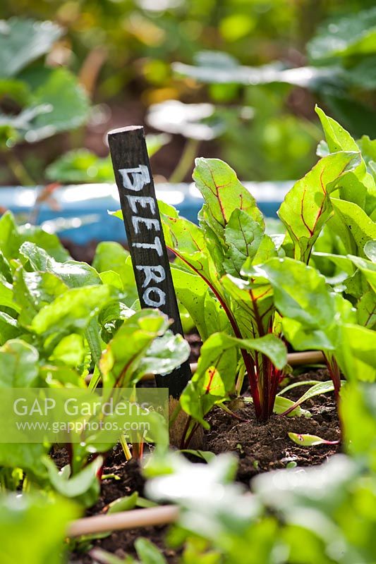 Beta vulgaris - Beetroot seedlings