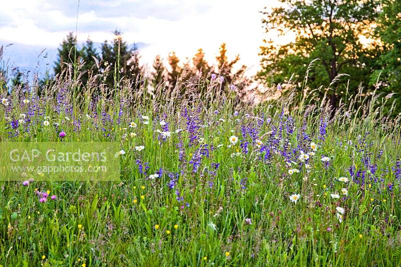 Native wild flower meadow with Leucanthemum vulgare - ox-eye daisies and Salvia pratensis - meadow clary.