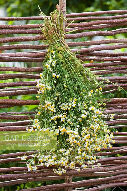 Drying freshly harvested chamomile on rustic willow fence.