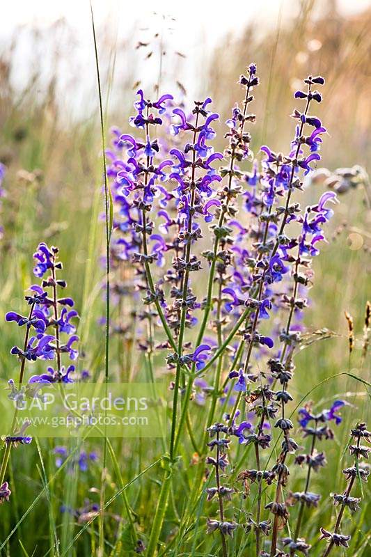 Salvia officinalis - meadow clary