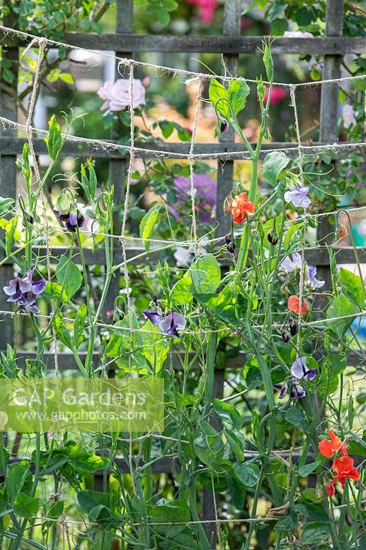 Lathyrus odoratus - Sweet peas on a garden twine lattice support