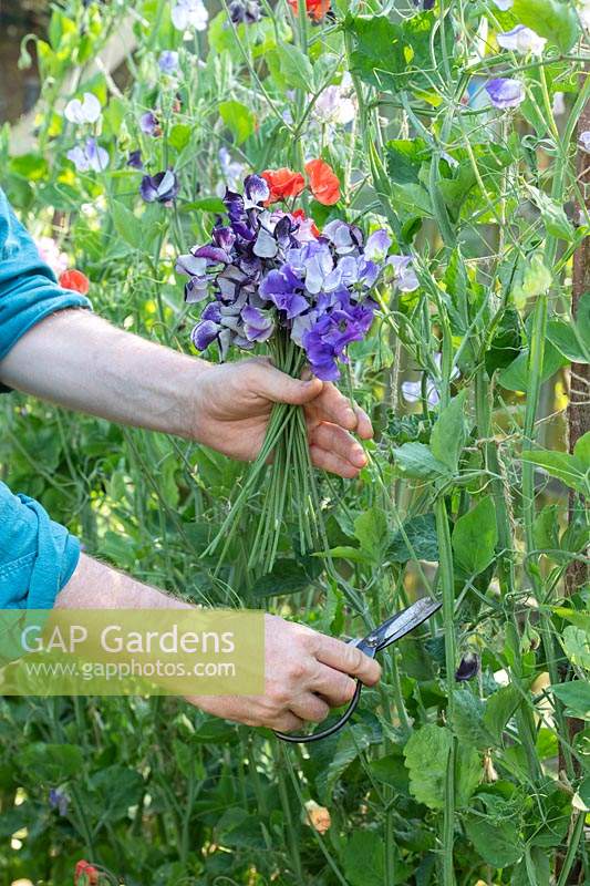 Lathyrus odoratus - Gardener cutting sweet pea flowers from a lattice twine plant support