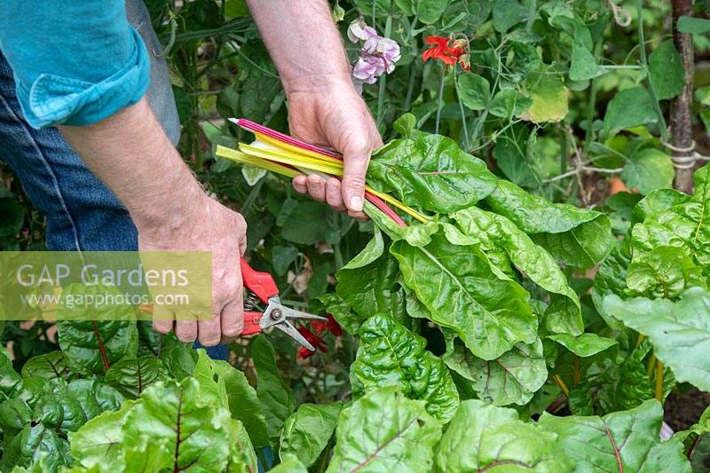Beta vulgaris subsp. cicla var. flavescens - Swiss Chard 'Bright Lights' - cutting stems and leaves