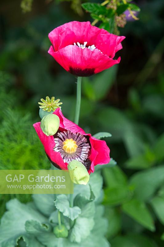 Papaver somniferum - Opium Poppy - opening