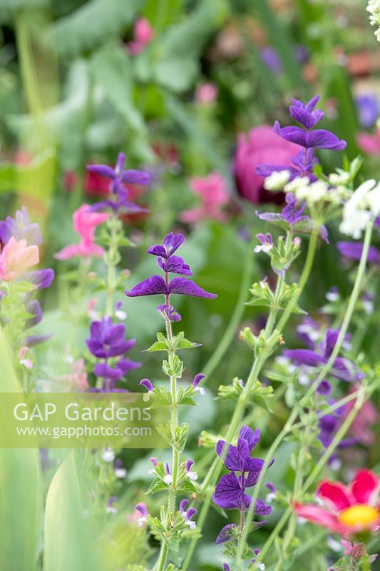 Salvia viridis 'Blue' - Annual Clary Sage - in a garden border