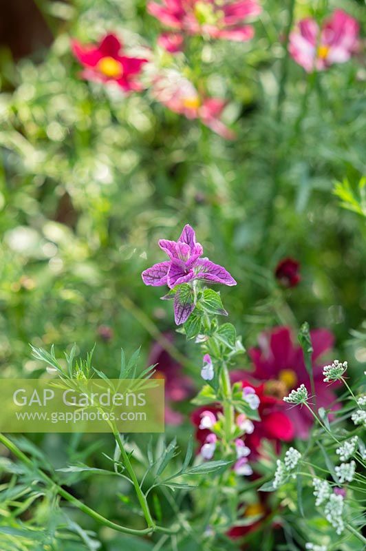 Salvia viridis 'Rosea' - Annual Clary Sage - in a garden border