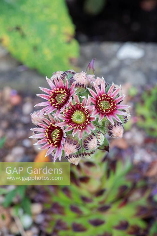 Sempervivum chick charms 'Appletini' - Houseleek - in flower