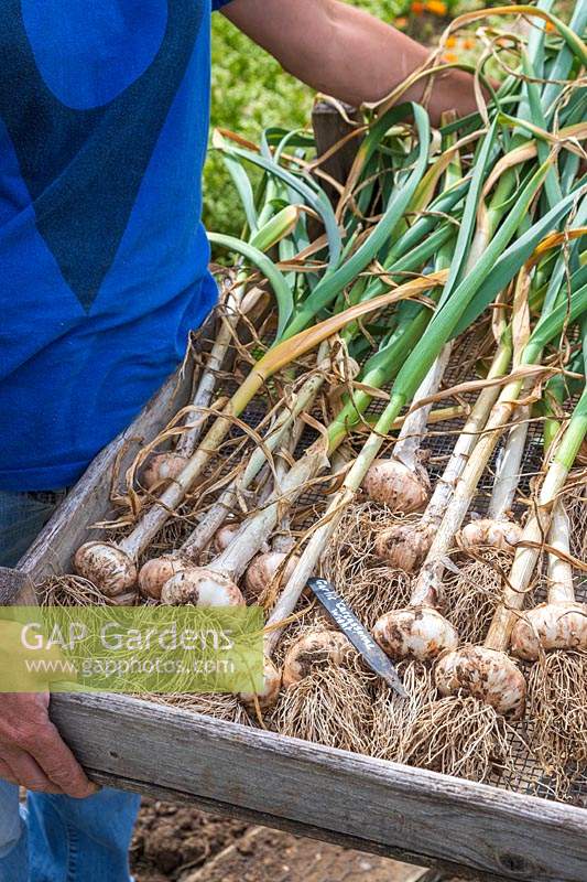 Harvested garlic 'Cacassonne Wight' in tray to be dried