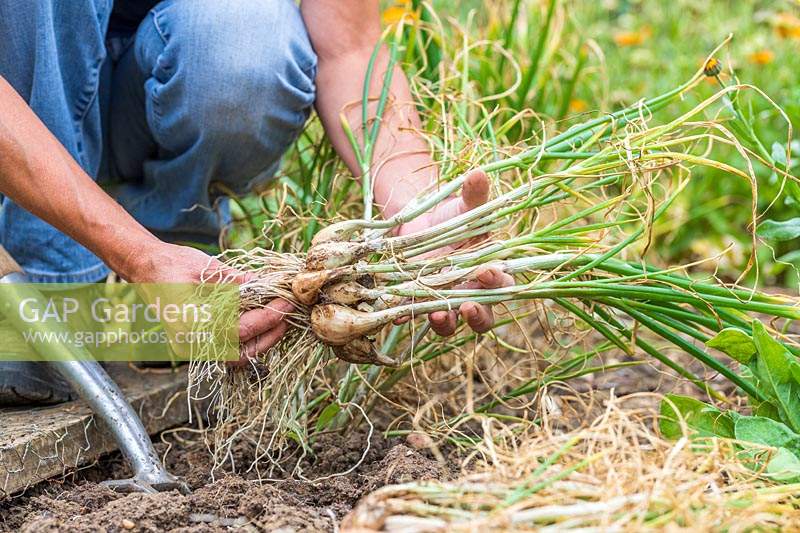 Woman removing soil from roots of Shallots 'Grisselle'