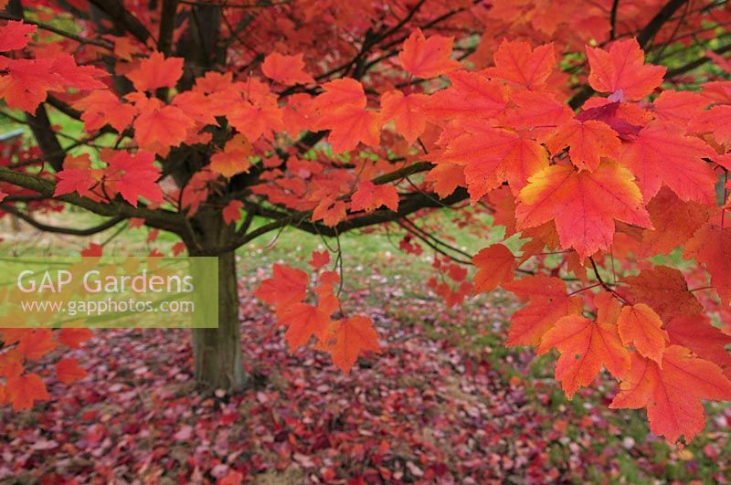 Acer rubrum 'October Glory' - Red Maple 'October Glory'