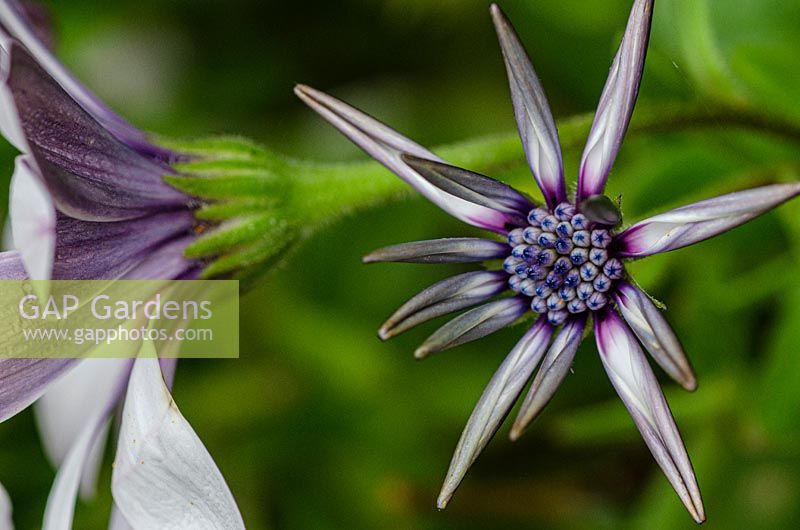 Osteospermum 'Akila white purple eye' 