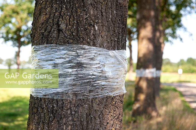 Clingfilm plastic has been wrapped around oak tree trunks to try and combat the oak processionary - Thaumetopoea processionea caterpillar. 