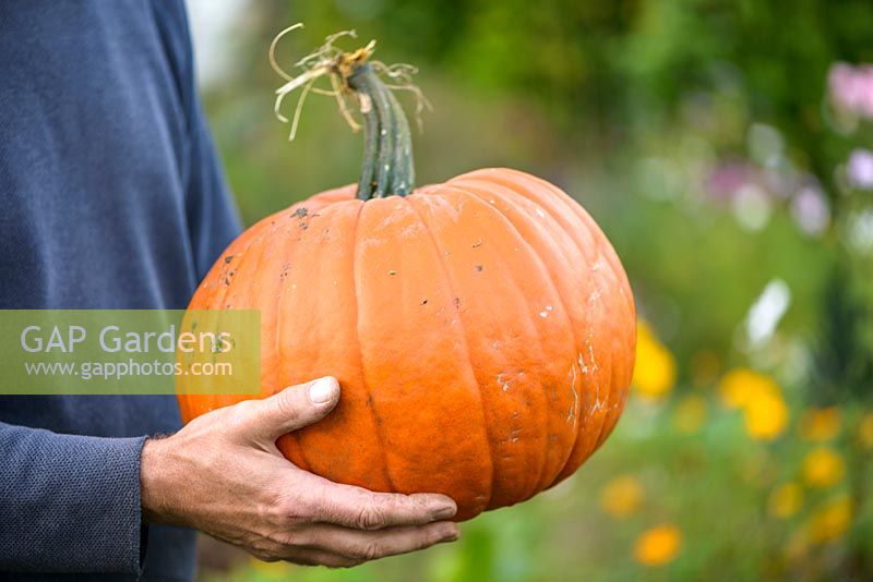 Man holding orange pumpkin