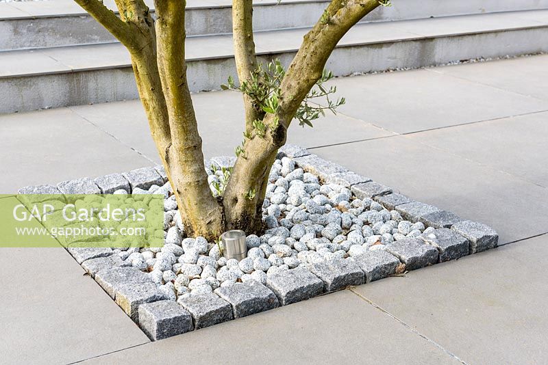 Architectural detail - Fig tree planted in square with white stones. 