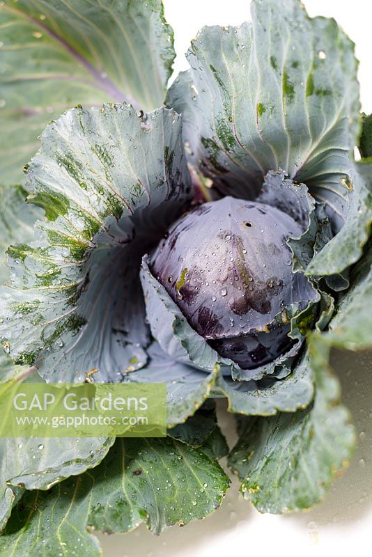 Brassica oleracea capitata - Savoy Cabbage 'January King 3'