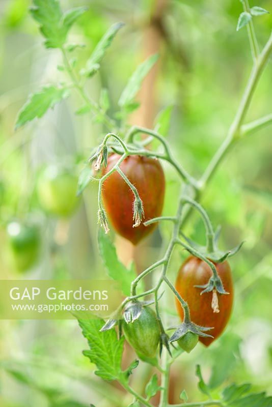 Solanum lycopersicum L - Tomato 'Shimmer F1' -  New for 2019