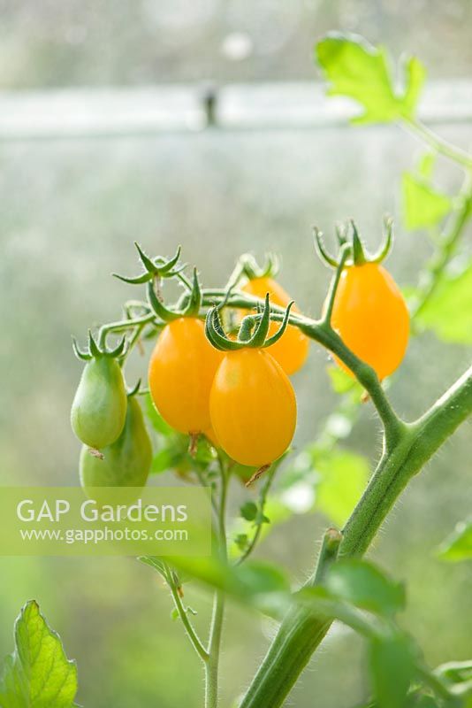 Solanum lycopersicum L - Tomato 'Ildi F1' 