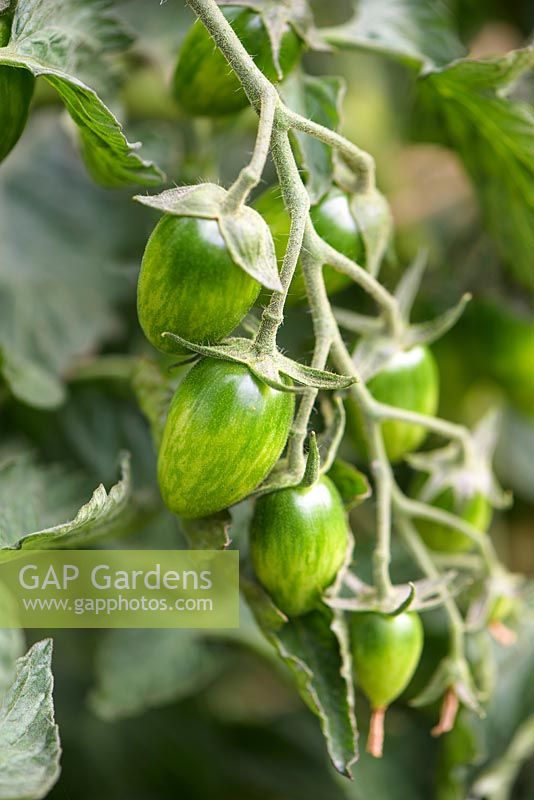Solanum lycopersicum L - Tomato 'Shimmer F1' - New for 2019. 