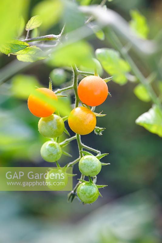 Solanum lycopersicum L - Cherry tomato 'Sungold'