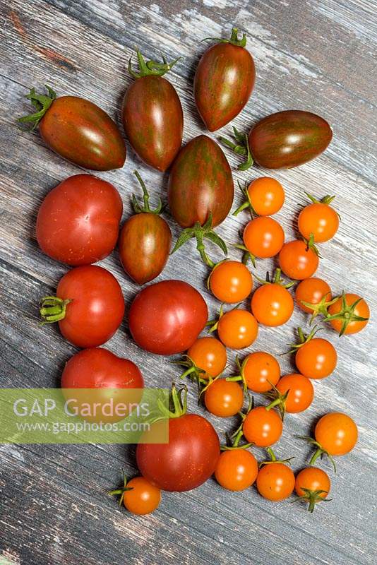 Tomato 'Shimmer F1', Tomato 'Outdoor Girl' and Cherry tomato 'Sungold'