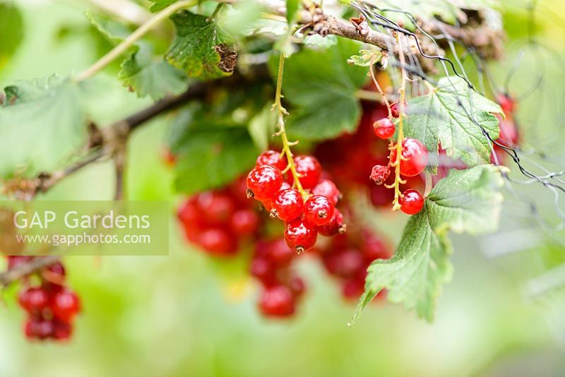 Ribes rubrum- Red Currant Fruit - August
