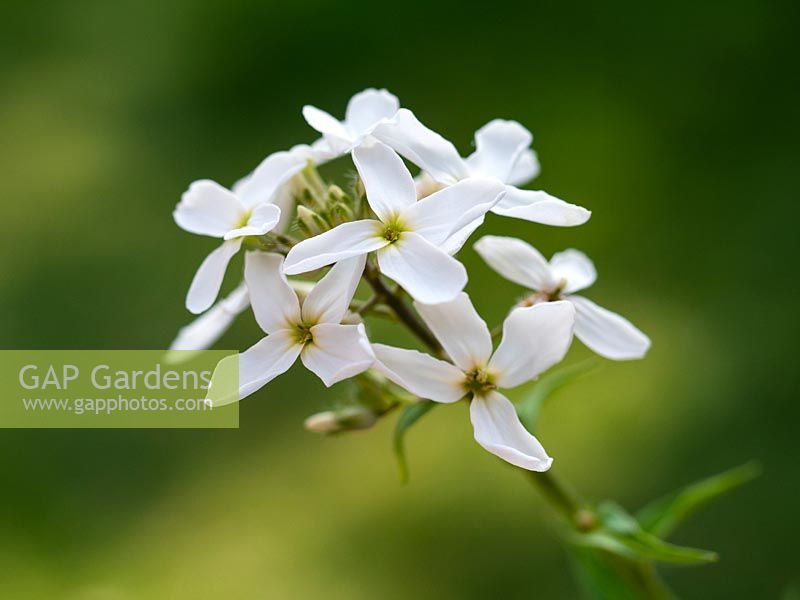 Hesperis matronalis alba - Sweet Rocket white - April
