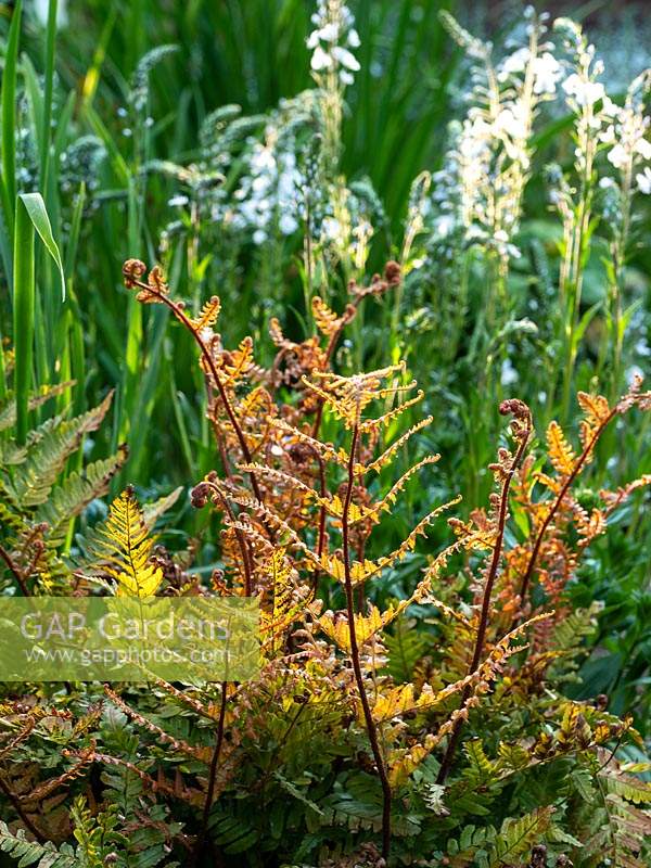 Dryopteris erythrosora - Japanese shield fern - May
