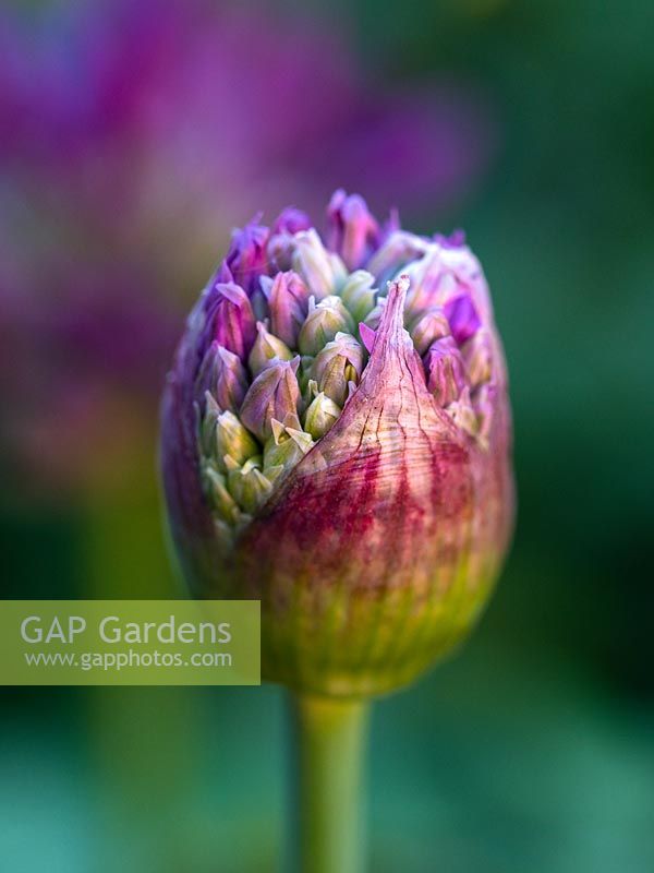 Allium hollandicum 'Purple Sensation' bud - Dutch garlic 'Purple Sensation'