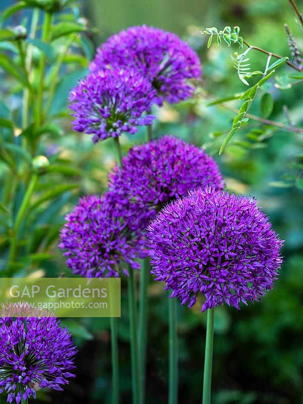 Allium hollandicum 'Purple Sensation' - Dutch garlic - May