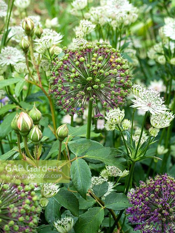 Allium hollandicum 'Purple Sensation' seedhead - Dutch garlic - June