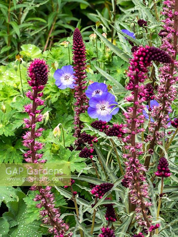 Lysimachia atropurpurea 'Beaujolais' - Purple loosestrife 'Beaujolais' and Geranium 'Rozanne'
