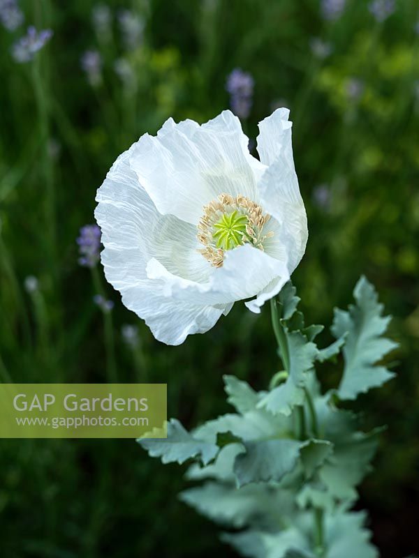 Papaver somniferum 'Sissinghurst White' - Opium Poppy - June