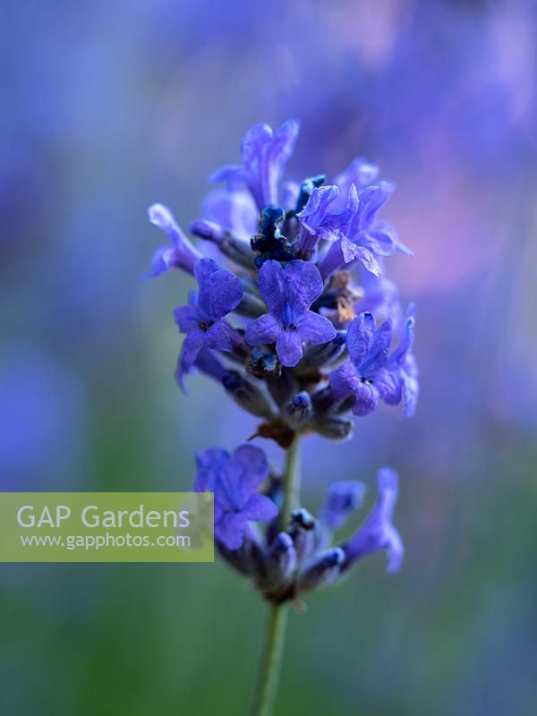 Lavender angustifolia 'Hidcote' - English lavender - June