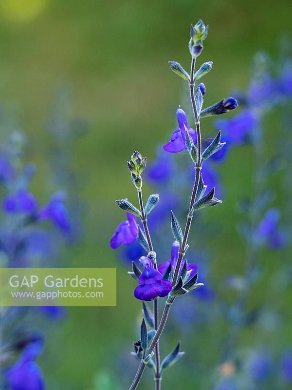 Salvia greggii 'Blue Note' - Autumn Sage - June